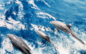 Was Flipper Really Fido?